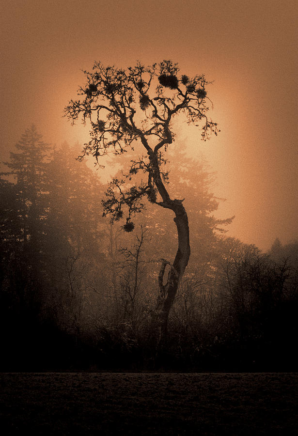 Salem Photograph - One Stands Alone by Dale Stillman