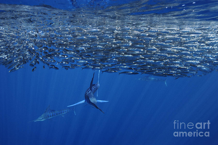 Fish Photograph - One Striped Marlin Feeding On Baitball Of Sardines Beautiful Wall Decor For Office Or Home by Brandon Cole