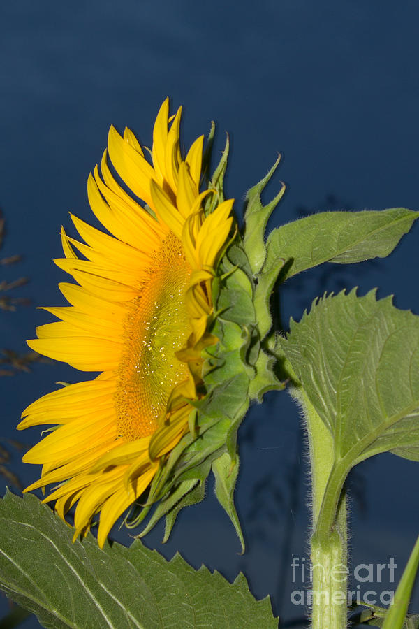 One Sunflower Evening Photograph by Sandra Clark