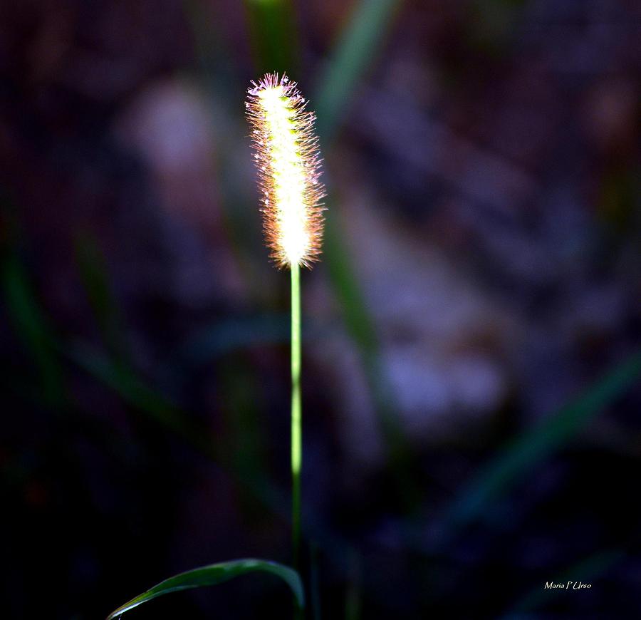 Nature Photograph - One Sunlit Candle by Maria Urso