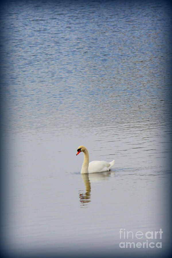 One Swan A Swimming Photograph by Kathy  White