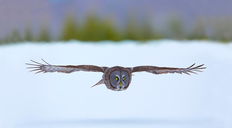 On The Hunt - Great Gray Owl by Dale J Martin On The Hunt - Great Gray Owl by Dale J Martin