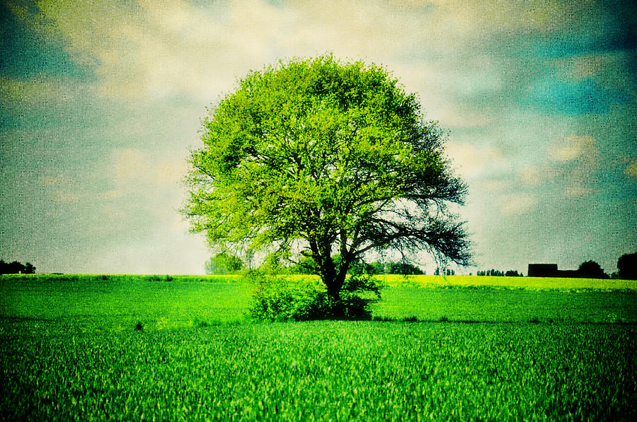 One Tree for All Photograph by Nicole Frischlich - Fine Art America