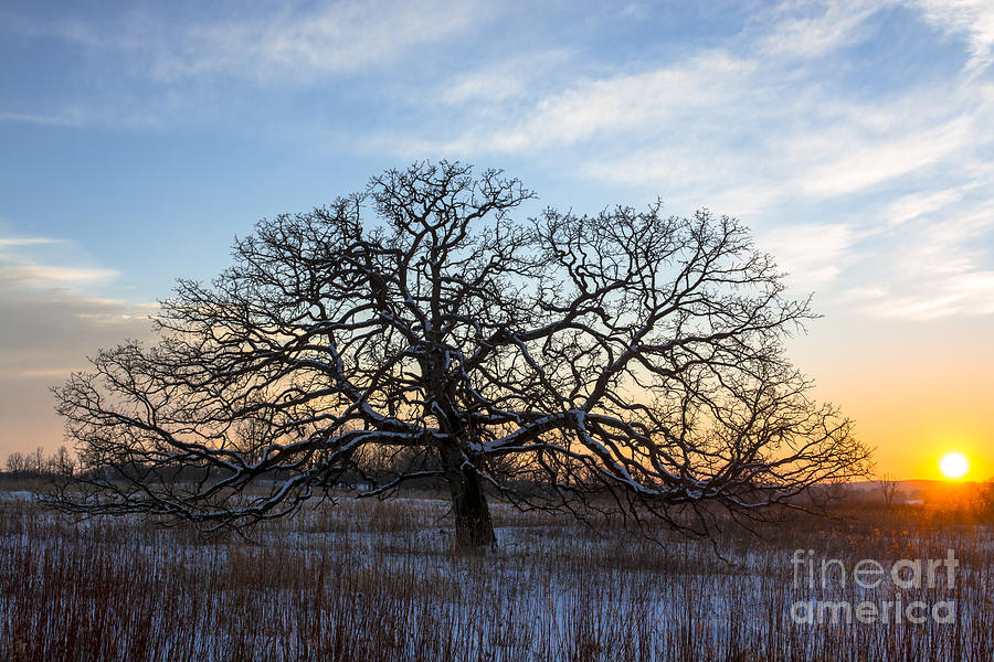 One Tree Hill Photograph by Dan Hefle