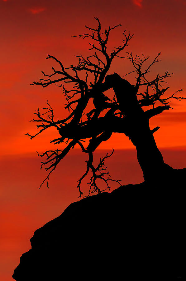 Zion National Park Photograph - One Tree Hill Silhouette by Greg Norrell