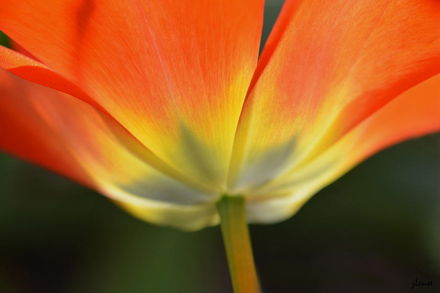 One Tulip Photograph by JoAnn Lense