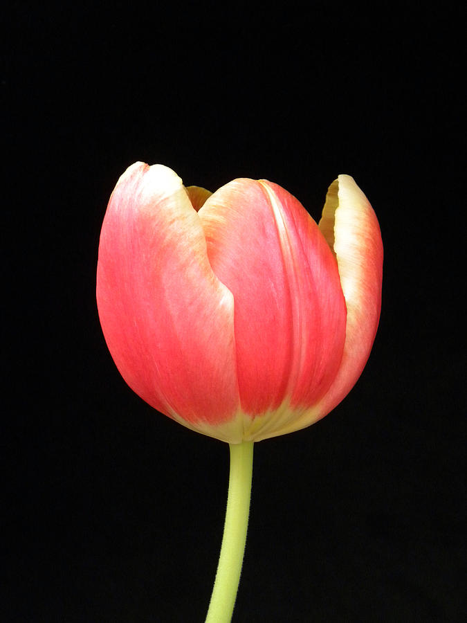 One Tulip Photograph by Julie Palencia
