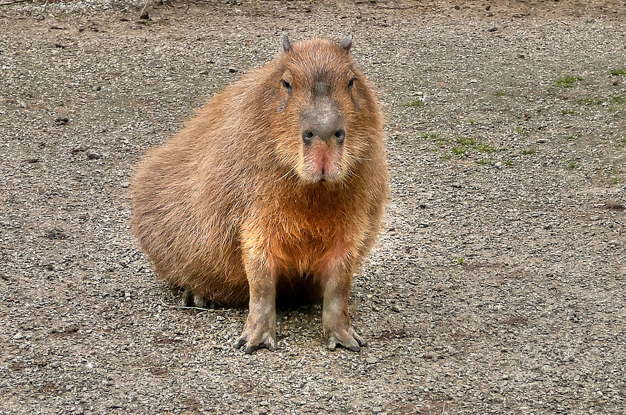 One very big indifferent rodent-the capybara Photograph by Eti Reid