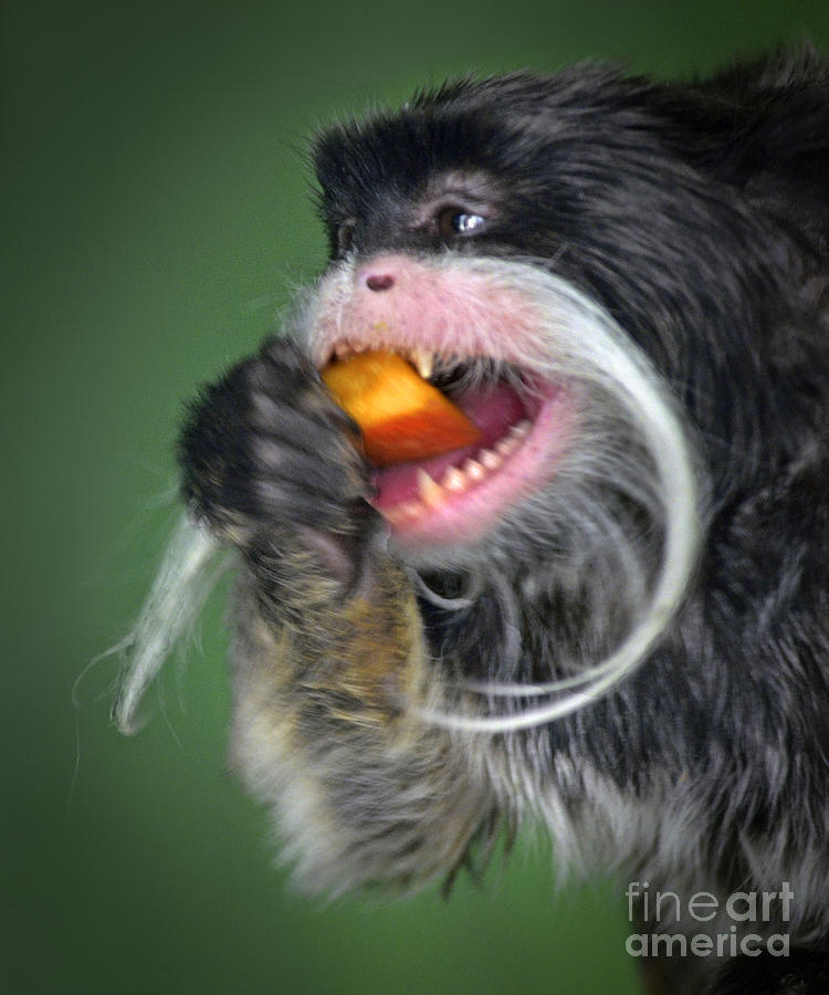 One Very Hungy Emperor Tamarin Monkey Photograph by Jim Fitzpatrick