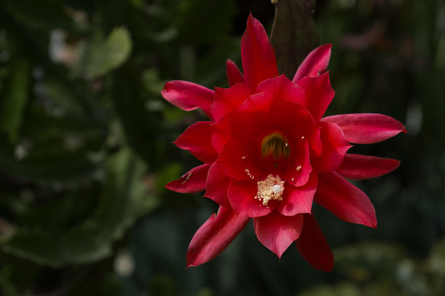Flower Photograph - One Very Red Orchid Cactus Bloom - Showy Luminous and Elegant by Georgia Mizuleva