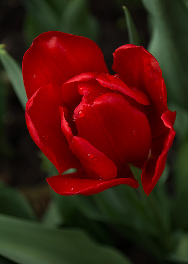 One Very Red Tulip in the Rain Photograph by Georgia Mizuleva