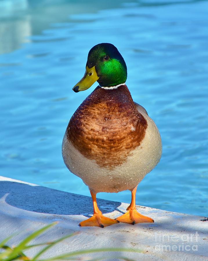 One Well Fed Mallard Duck  Photograph by Bob Sample