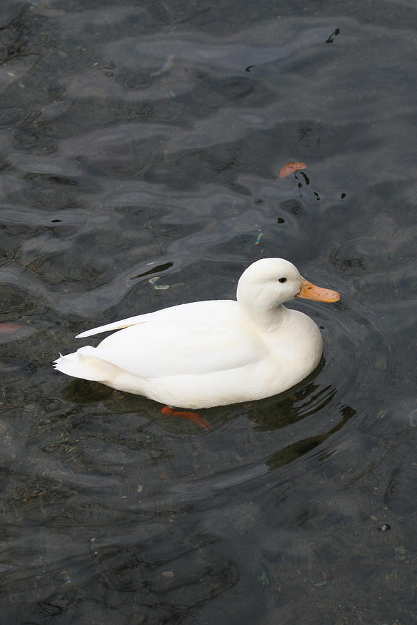 Duck Photograph - One White duck by Tim  Senior