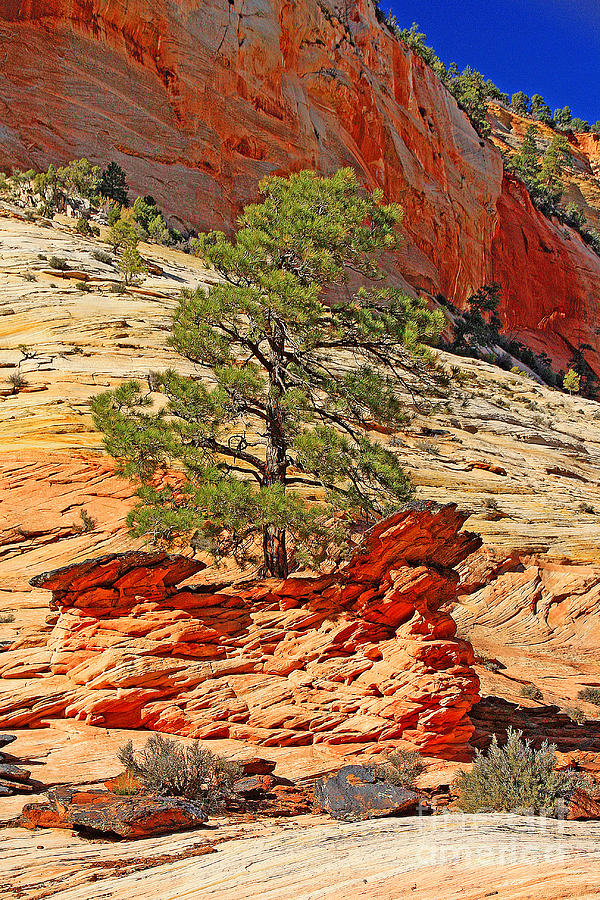 Zion National Park Photograph - One Who Stands Alone by John Langdon