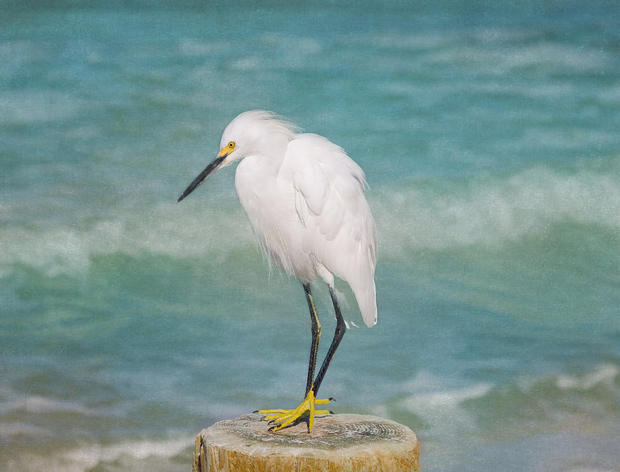 Egret Photograph - One with Nature - Snowy Egret by Kim Hojnacki