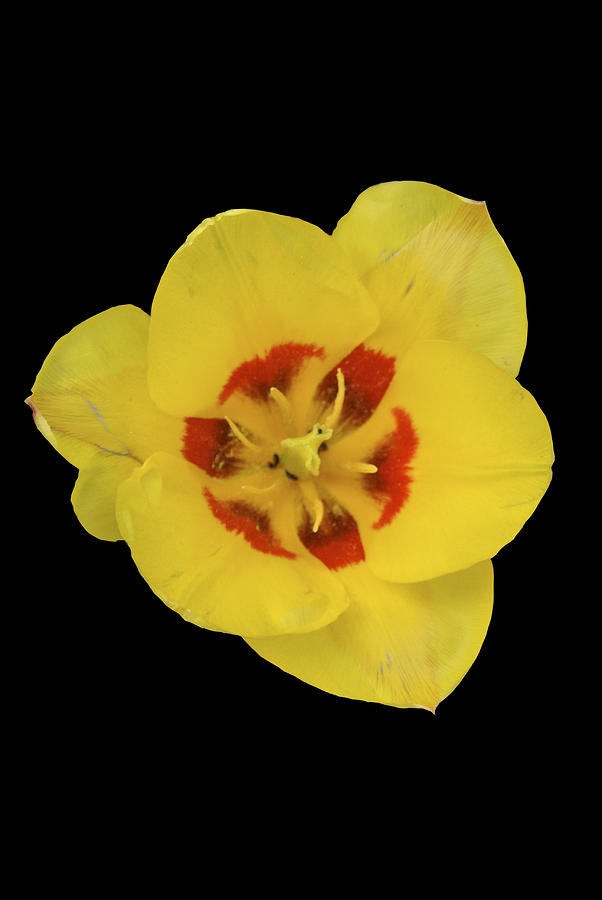 One yellow flower Digital Art by Nathan Wright