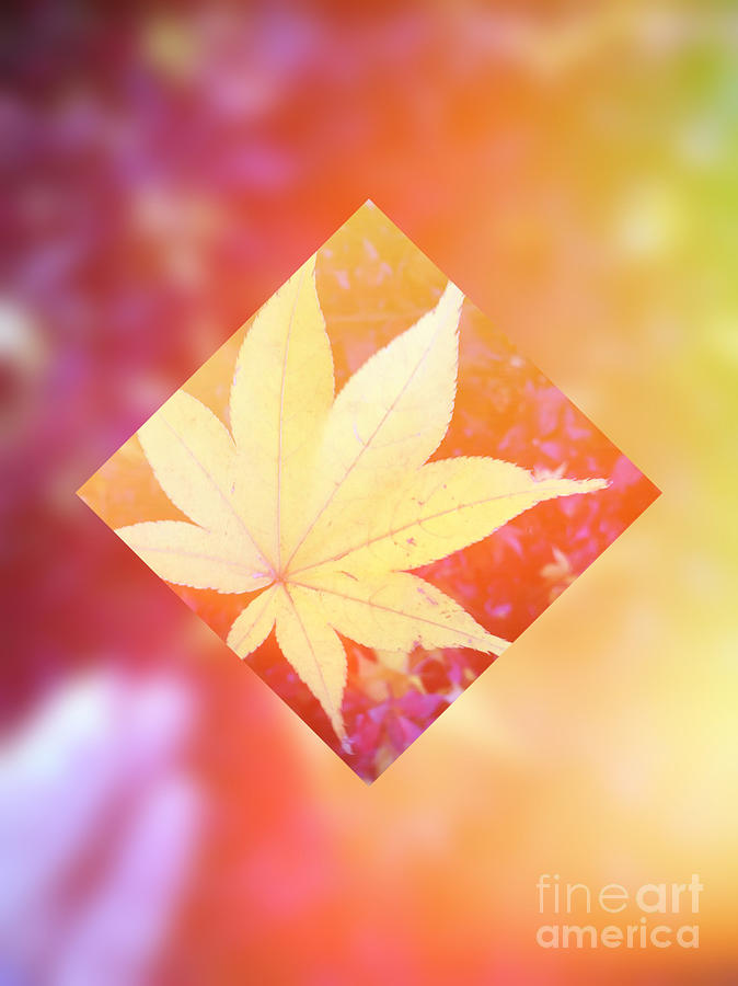 One Yellow Maple Leaf 2 Digital Art by Beverly Claire Kaiya