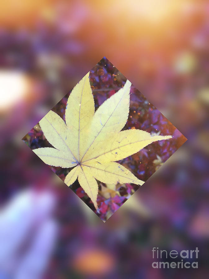 One Yellow Maple Leaf Digital Art by Beverly Claire Kaiya