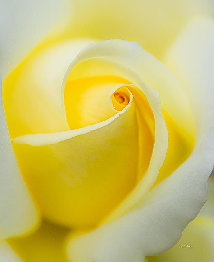 One Yellow Rose Photograph by Julie Palencia