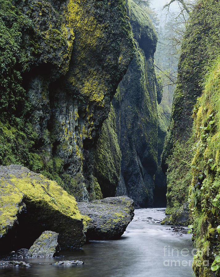 Oneonta Creek And Gorge, Oregon Photograph by Tracy Knauer