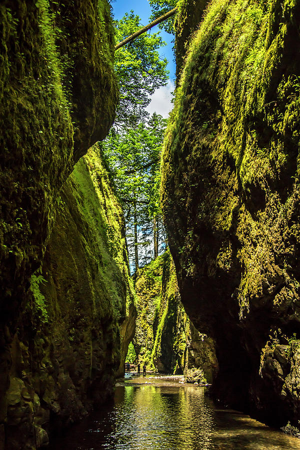 Oneonta Gorge Photograph by Bob Pool
