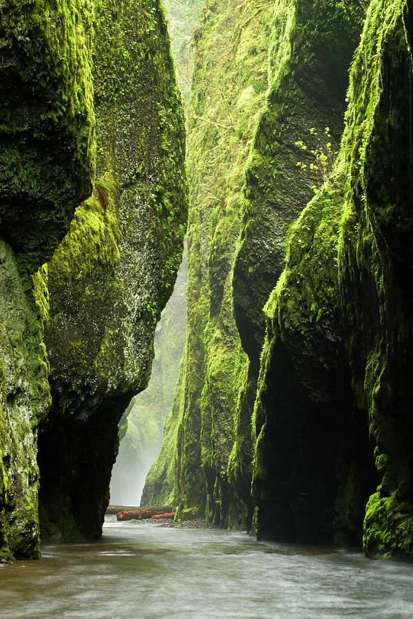Oneonta Gorge Photograph by Justinreznick
