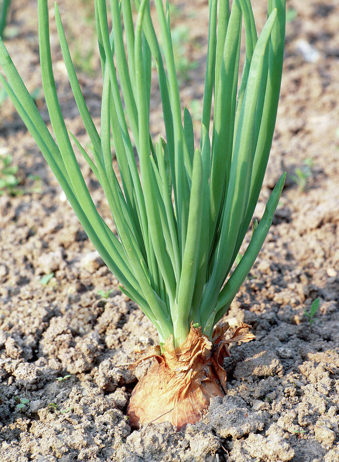Onion. (allium Cepa) Photograph by Bjorn Svensson/science Photo Library