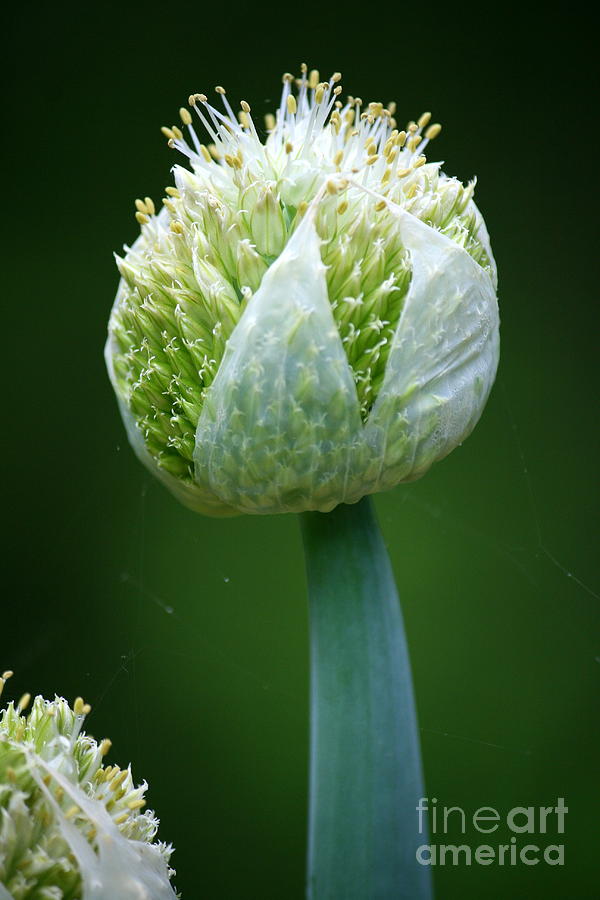 Onion Photograph - Onion by Neal Eslinger