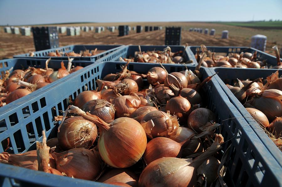 Onion Field Harvest Photograph by Photostock-israel/science Photo Library