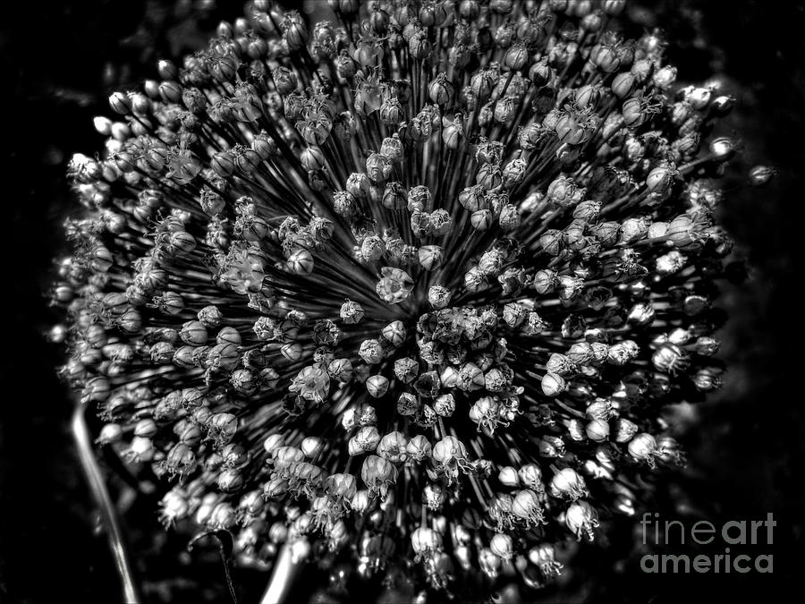 Onion Photograph - Onion Flower In Black And White by Nina Ficur Feenan