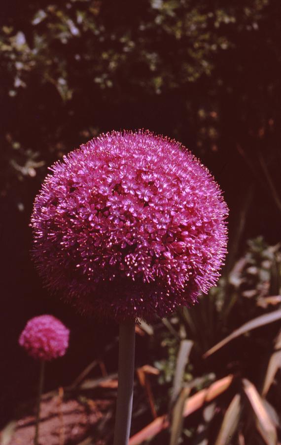 Onion Flower Photograph by Retro Images Archive