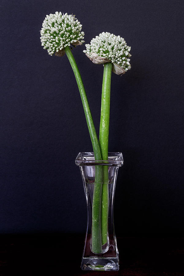 Onion Flowers Photograph by Carol Wood