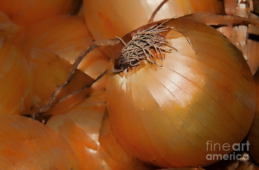 Onion Photograph - Onion by Julie Palyswiat