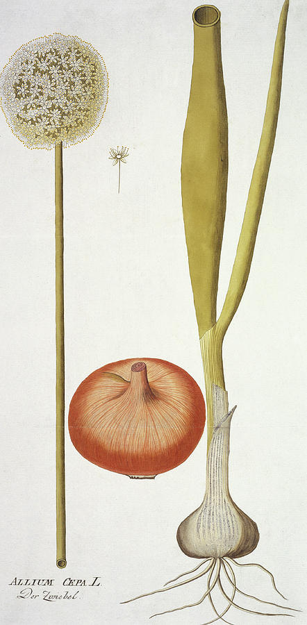 Onion Photograph by Natural History Museum, London/science Photo Library
