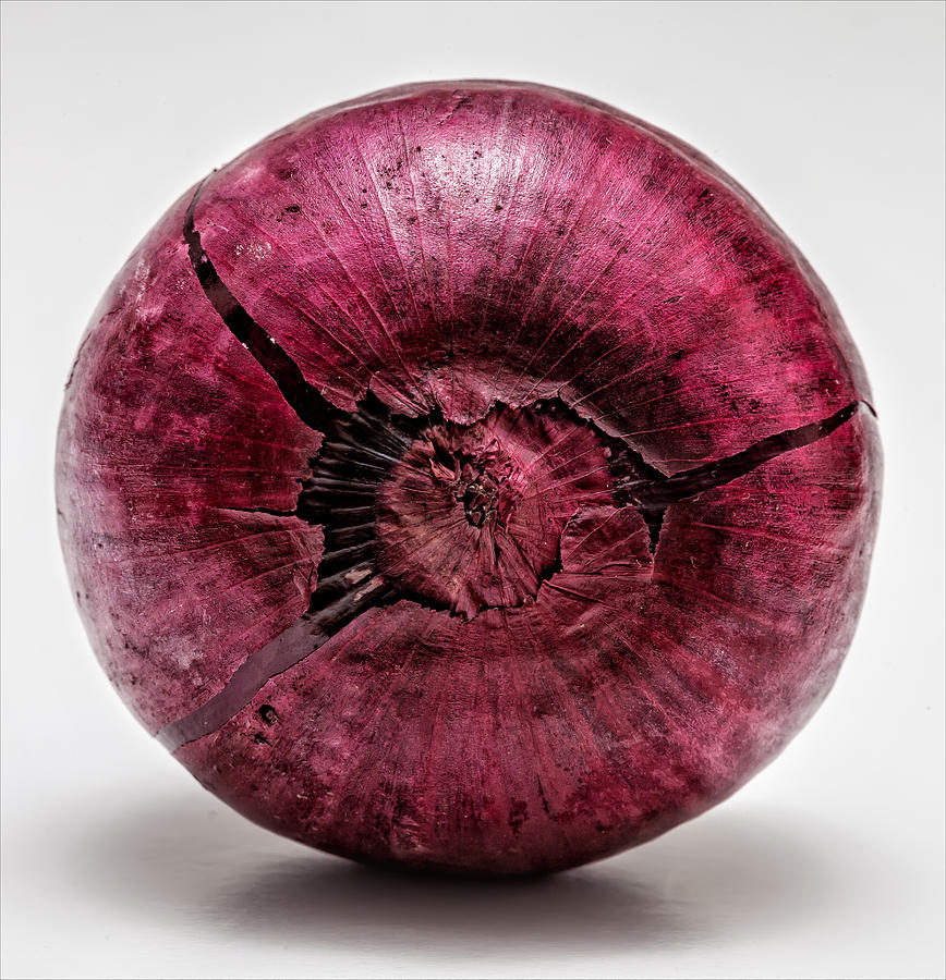 Onion Photograph by Robert Ullmann
