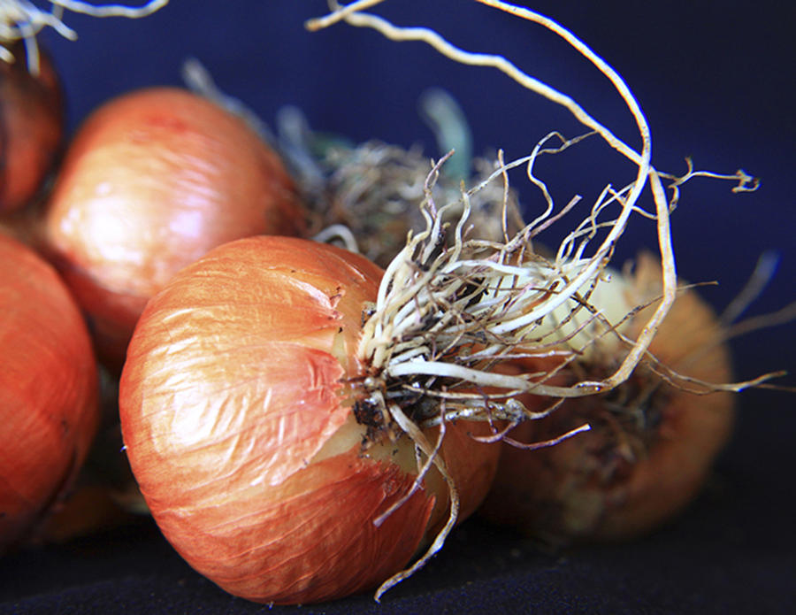 Onion Roots Photograph by David Kehrli