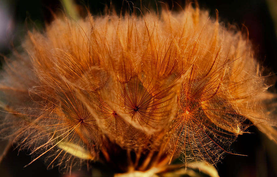 Onion seeds Photograph by Haren Images- Kriss Haren