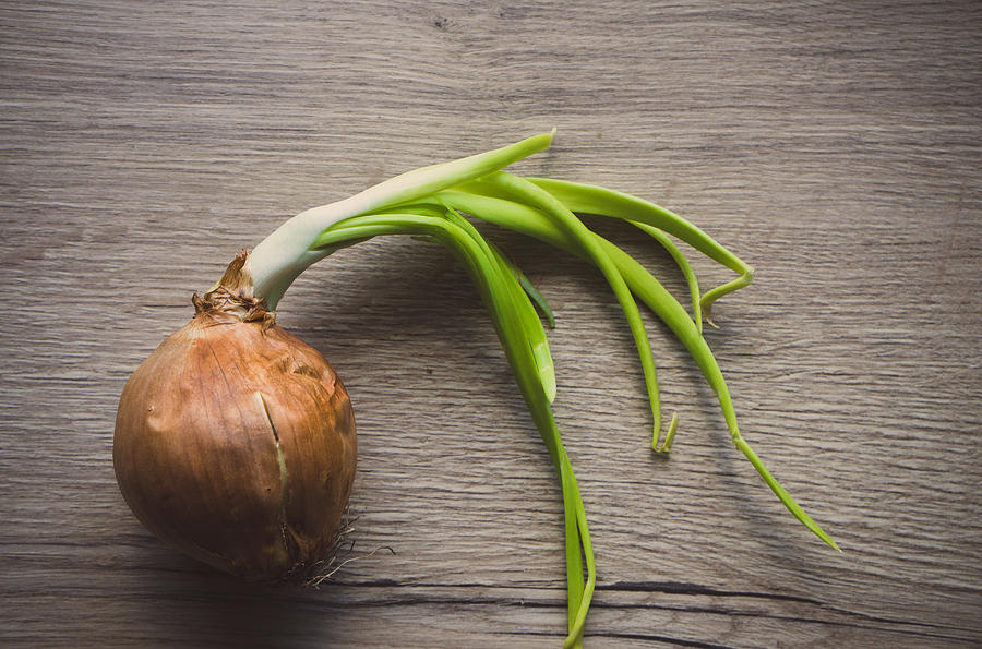 Onion Sprouting Photograph by Faba-Photograhpy