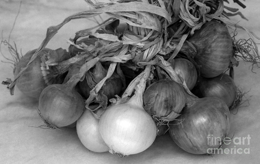 Onion string Photograph by Paul Cowan