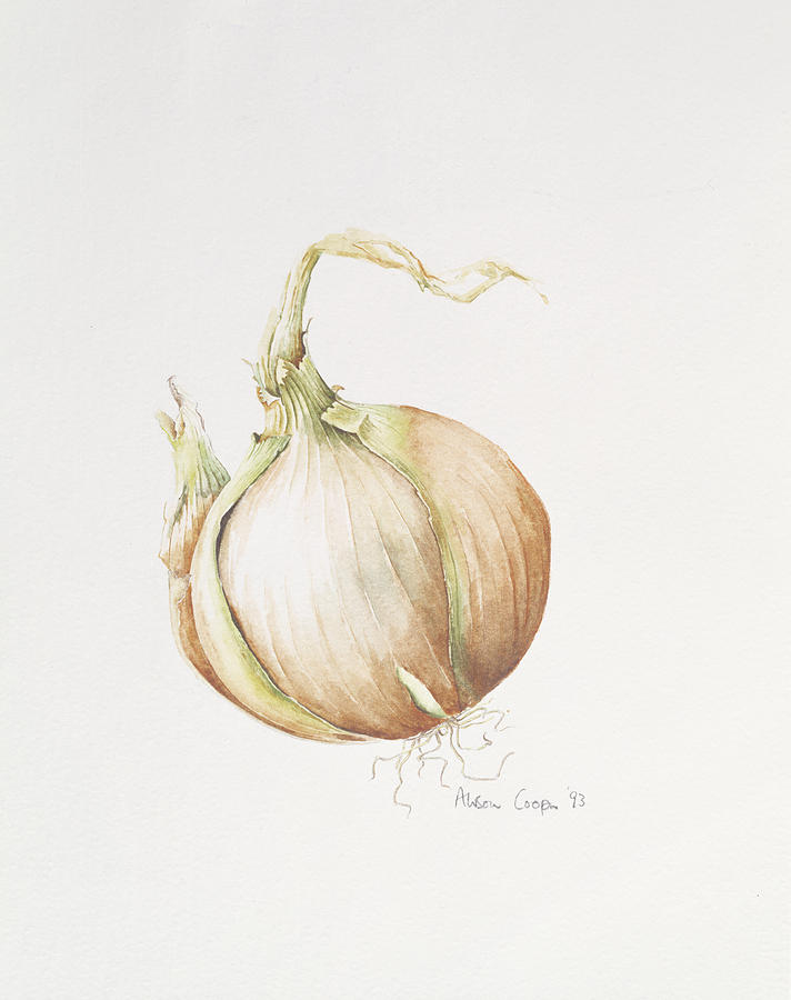Onion Study, 1993 Wc Photograph by Alison Cooper