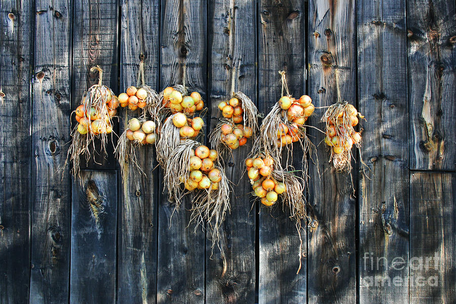 Onion Photograph - Onions and Barnboard by Barbara McMahon