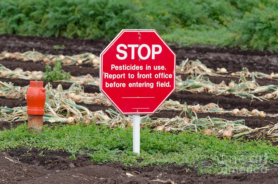 Onions and Pesticides Photograph by Les Palenik