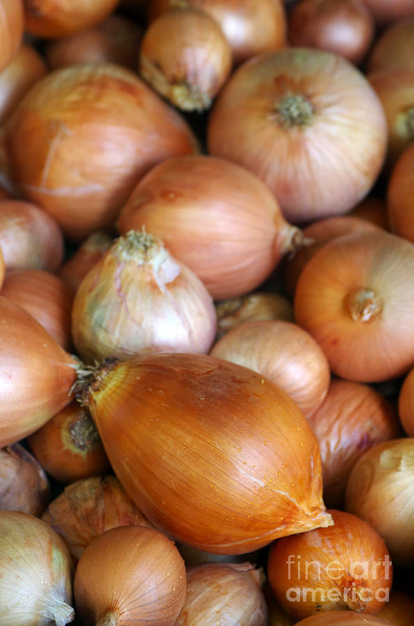 Onions Photograph by Carlos Caetano