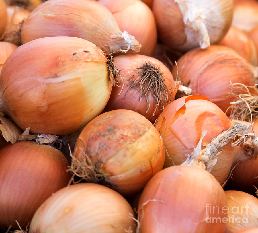 Onions Closeup Photograph by Rebecca Cozart