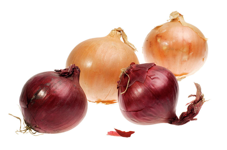 Onions Photograph by Daniel Sambraus/science Photo Library