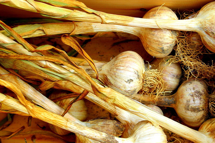 Onions Pyrography by Jim Harris