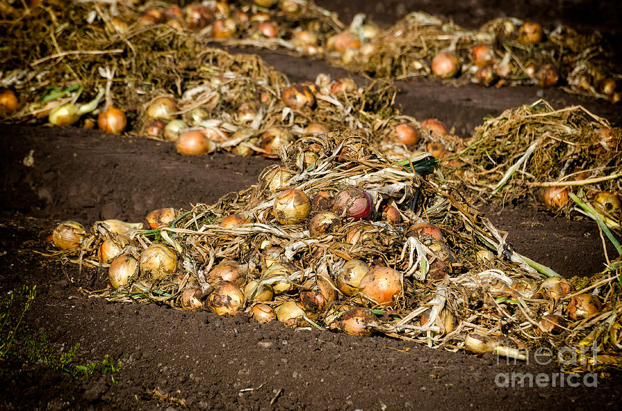 Onions Photograph by Les Palenik