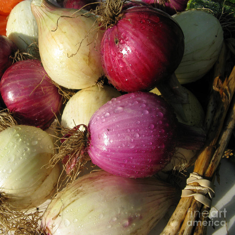 Onions Photograph by Patricia Januszkiewicz