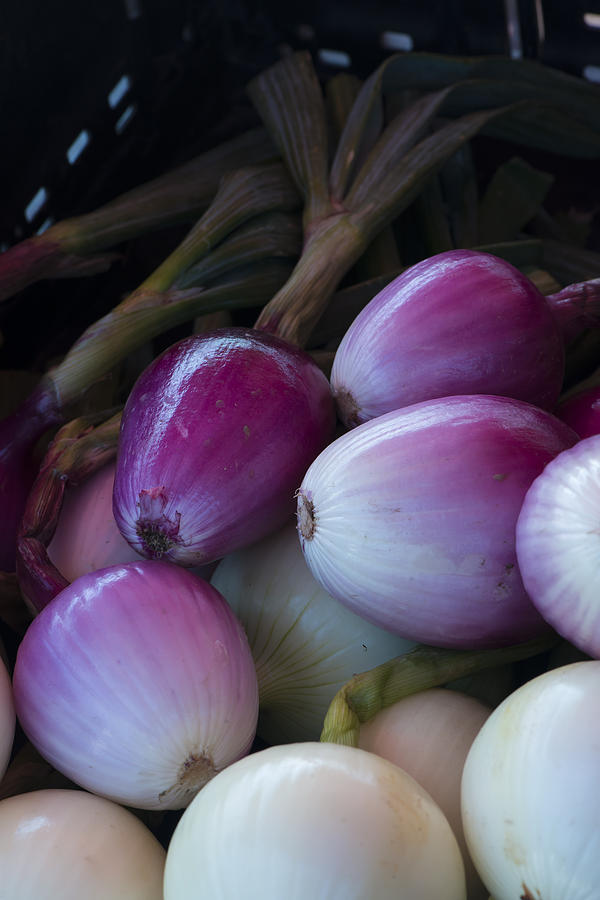 Vegetable Photograph - Onions by Phil And Karen Rispin