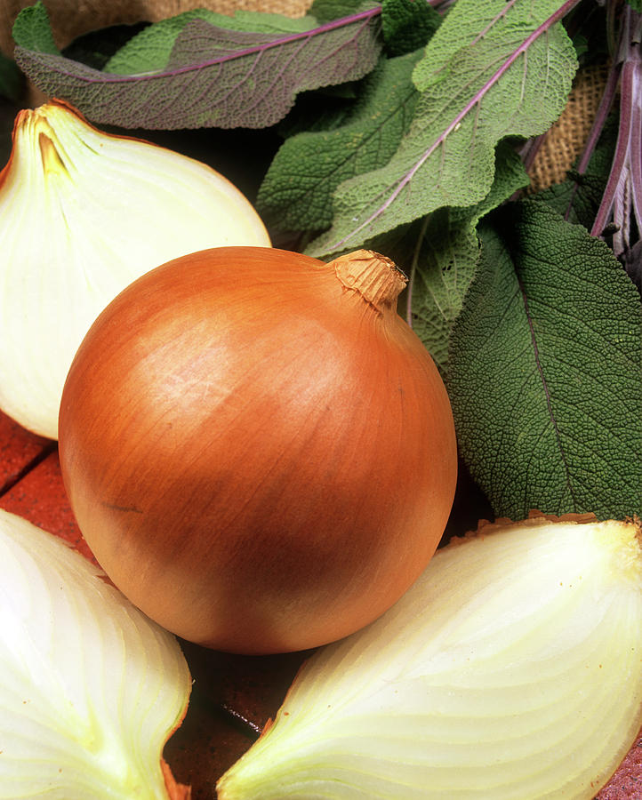 Onions Photograph by Ray Lacey/science Photo Library
